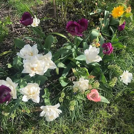 Le Jardin D'alfortville Alfortville